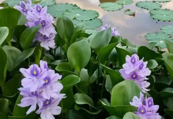 The toxicity of water hyacinth flowers and suitable cultivation environment (Understanding the toxicity of water hyacinth flowers and how to cultivate them safely)1