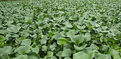 The toxicity of water hyacinth flowers and suitable cultivation environment (Understanding the toxicity of water hyacinth flowers and how to cultivate them safely)2