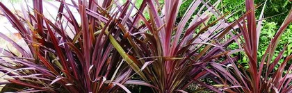 Is the Grapetree shade-loving or sun-loving? (Reveal the mystery of Grapetree growth and help you easily master growth techniques)