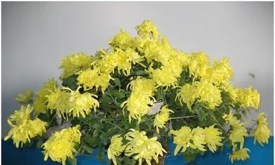 A Comprehensive Guide to Indoor Care of Chrysanthemums (How to Grow Chrysanthemums at Home?)