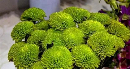 A Comprehensive Guide to Indoor Care of Chrysanthemums (How to Grow Chrysanthemums at Home?)1