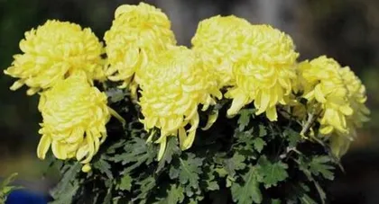 A Comprehensive Guide to Indoor Care of Chrysanthemums (How to Grow Chrysanthemums at Home?)2