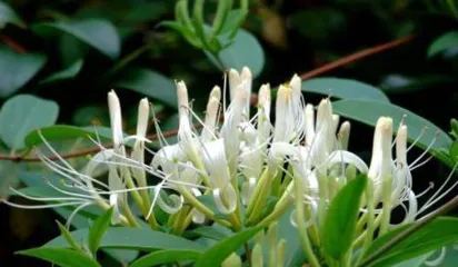Research on the Toxicity and Care Methods of Honeysuckle (Is honeysuckle toxic? Is it suitable for indoor placement?)
