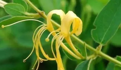 Research on the Toxicity and Care Methods of Honeysuckle (Is honeysuckle toxic? Is it suitable for indoor placement?)1