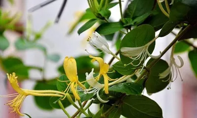 Research on the Toxicity and Care Methods of Honeysuckle (Is honeysuckle toxic? Is it suitable for indoor placement?)2