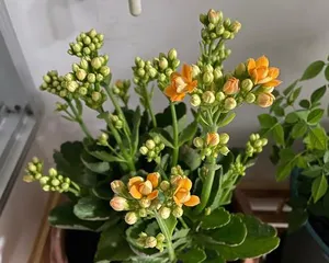 Care Tips for Longevity Flower Old Stems (Creating Exquisite Shapes and Comprehensive Breeding Methods)