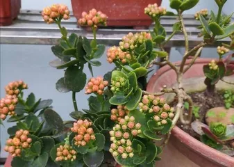 Care Tips for Longevity Flower Old Stems (Creating Exquisite Shapes and Comprehensive Breeding Methods)1