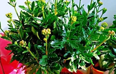 Care Tips for Longevity Flower Old Stems (Creating Exquisite Shapes and Comprehensive Breeding Methods)2