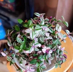 How to care for wedding ivy to make it more vigorous? (Detailed explanation of wedding ivy care methods to make your wedding more beautiful)