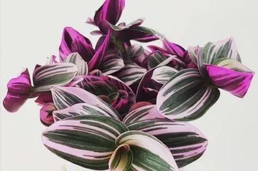 How to care for wedding ivy to make it more vigorous? (Detailed explanation of wedding ivy care methods to make your wedding more beautiful)1