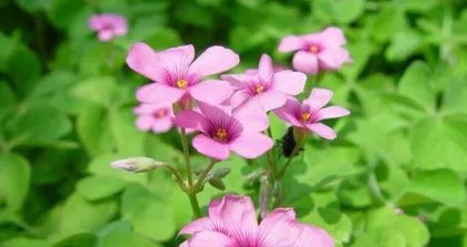 The Most Amazing Sleeping Plants in the World (What Are the Amazing Sleep Modes of These Plants?)