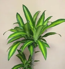 Soil Requirements and Care Tips for the Bamboo Palm (How to Care for the Bamboo Palm with Soil? Learn these key information!)1