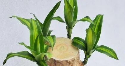 Soil Requirements and Care Tips for the Bamboo Palm (How to Care for the Bamboo Palm with Soil? Learn these key information!)2