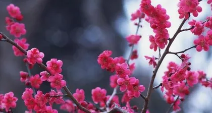 Characteristics of the environment in which plum blossoms grow (plum blossoms prefer to grow in cold environments,)