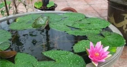 How to properly care for water lilies? (Master these care tips to make your water lilies more beautiful)