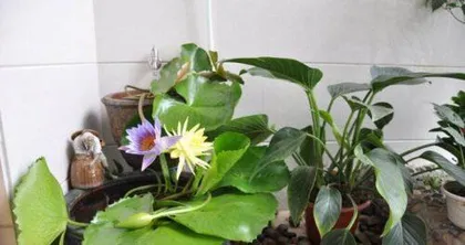 How to properly care for water lilies? (Master these care tips to make your water lilies more beautiful)1