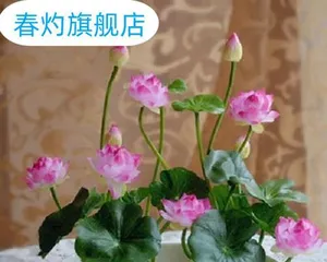 How to properly care for water lilies? (Master these care tips to make your water lilies more beautiful)2