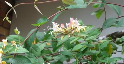 Detailed Explanation of the Flowering Time and Care Tips for Honeysuckle (Understanding the blooming period of honeysuckle helps you plant more easily)