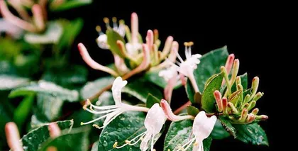 Detailed Explanation of the Flowering Time and Care Tips for Honeysuckle (Understanding the blooming period of honeysuckle helps you plant more easily)1