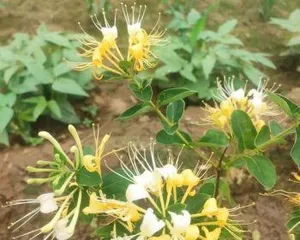 Detailed Explanation of the Flowering Time and Care Tips for Honeysuckle (Understanding the blooming period of honeysuckle helps you plant more easily)2