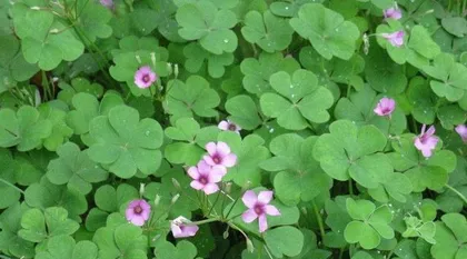 Lucky Grass Cultivation Guide (How many plants per pot? How to care for them? Learn these tips to keep your lucky grass growing better and better!)0