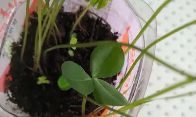Lucky Grass Cultivation Guide (How many plants per pot? How to care for them? Learn these tips to keep your lucky grass growing better and better!)2