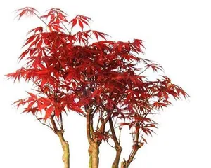 Detailed Explanation of Potting and Maintenance of Red Maple Bonsai
