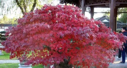 Detailed Explanation of Potting and Maintenance of Red Maple Bonsai1