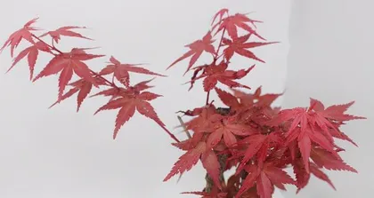 Detailed Explanation of Potting and Maintenance of Red Maple Bonsai2