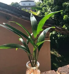 Creating Thriving Hydroponic Bamboo: The Ultimate Guide (From Seed Selection to Care, Comprehensive Techniques for Hydroponic Bamboo Growth)