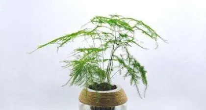 Creating Thriving Hydroponic Bamboo: The Ultimate Guide (From Seed Selection to Care, Comprehensive Techniques for Hydroponic Bamboo Growth)1