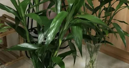 Creating Thriving Hydroponic Bamboo: The Ultimate Guide (From Seed Selection to Care, Comprehensive Techniques for Hydroponic Bamboo Growth)2