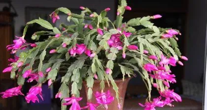 How to Scientifically Water and Care for Christmas Cactus (Unveiling Care Tips to Make Your Christmas Cactus Bloom More Beautifully)