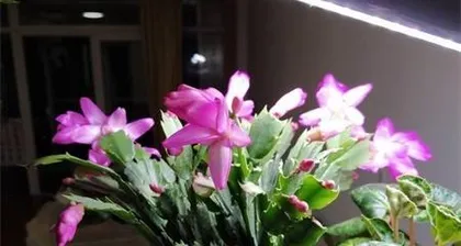 How to Scientifically Water and Care for Christmas Cactus (Unveiling Care Tips to Make Your Christmas Cactus Bloom More Beautifully)1