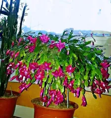 How to Scientifically Water and Care for Christmas Cactus (Unveiling Care Tips to Make Your Christmas Cactus Bloom More Beautifully)2