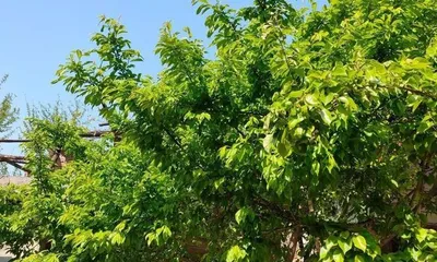 Plum Tree – Your Private Orchard at Home (From Tree Selection to Maintenance, Teach You to Create a Beautiful Home)1