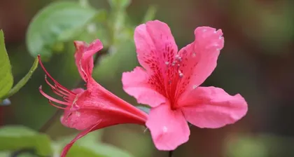 Understanding the Types and Care of Azaleas (Exploring the Fresh Flowers in the Sea of Flowers)