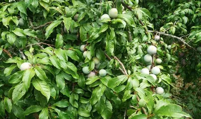 Plum Tree – Your Private Orchard at Home (From Tree Selection to Maintenance, Teach You to Create a Beautiful Home)2