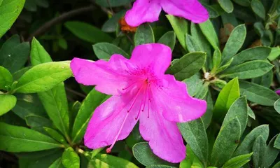 Understanding the Types and Care of Azaleas (Exploring the Fresh Flowers in the Sea of Flowers)1