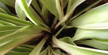 How to solve the problem of black tips on吊兰 leaves? (Master the correct care techniques to keep the吊兰 evergreen and beautiful)