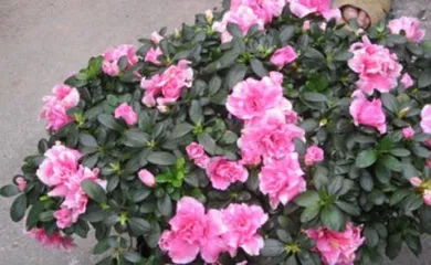 Understanding the Types and Care of Azaleas (Exploring the Fresh Flowers in the Sea of Flowers)2