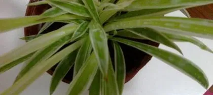 How to solve the problem of black tips on吊兰 leaves? (Master the correct care techniques to keep the吊兰 evergreen and beautiful)1