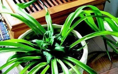 How to solve the problem of black tips on吊兰 leaves? (Master the correct care techniques to keep the吊兰 evergreen and beautiful)2