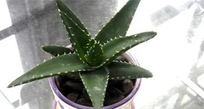 How to Care for Aloe Vera in Winter (15 Steps to Keep Your Aloe Vera Healthy and Thriving)0