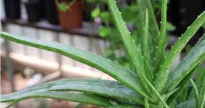 How to Care for Aloe Vera in Winter (15 Steps to Keep Your Aloe Vera Healthy and Thriving)1