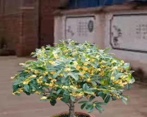 Tips for Indoor Care of Osmanthus Trees (Creating a Cozy Indoor Garden, Letting the Osmanthus Tree Blossom at Home)