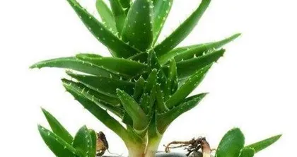 How to Care for Aloe Vera in Winter (15 Steps to Keep Your Aloe Vera Healthy and Thriving)2