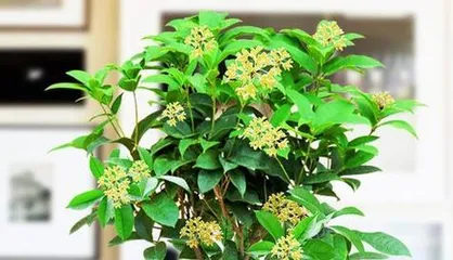 Tips for Indoor Care of Osmanthus Trees (Creating a Cozy Indoor Garden, Letting the Osmanthus Tree Blossom at Home)1