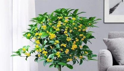 Tips for Indoor Care of Osmanthus Trees (Creating a Cozy Indoor Garden, Letting the Osmanthus Tree Blossom at Home)2