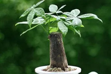Master the cultivation, care, and mysterious stories of the money tree.0